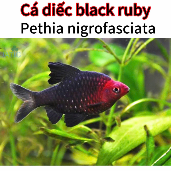 Cá Diếc Black Ruby - Pethia nigrofasciata