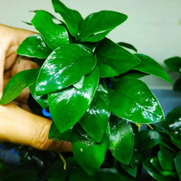 Ráy Lá Nhỏ 