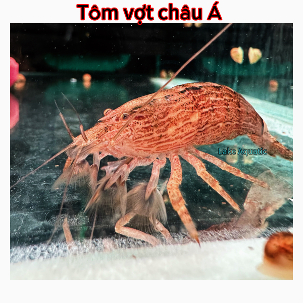 Tôm vợt châu Á 