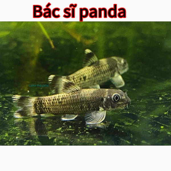Cá bác sĩ panda 