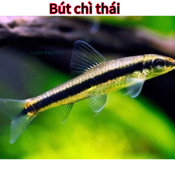 Cá bút chì thái 
