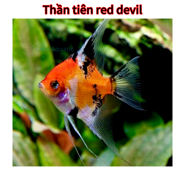 cá thần tiên red devil