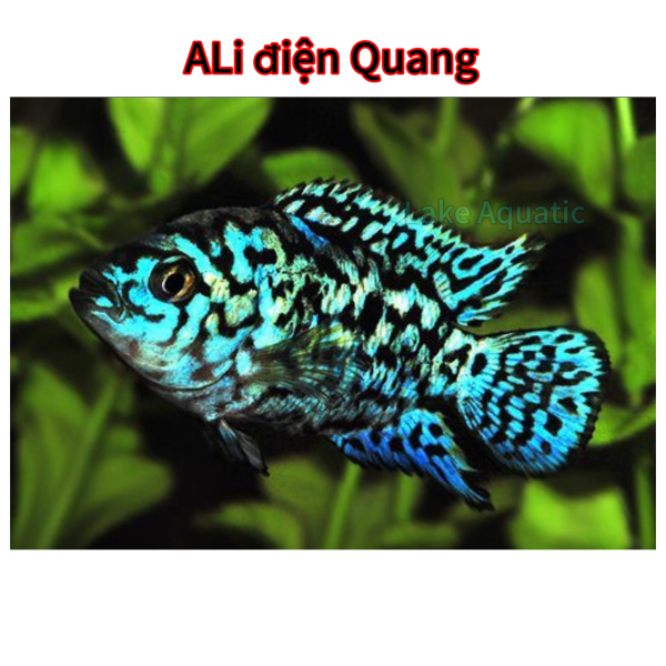 Cá Ali điện Quang 