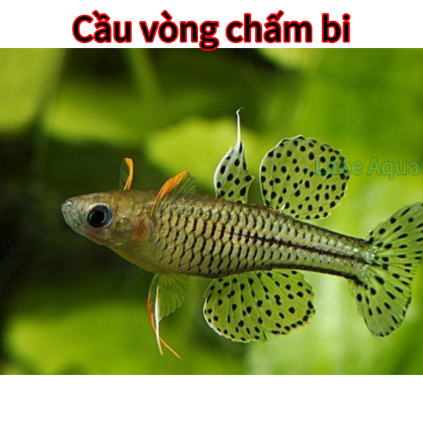Cá cầu vồng chấm bi 