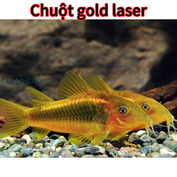 Cá chuột gold laser