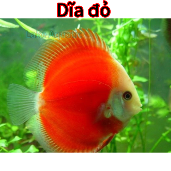 Cá dĩa dưa hấu đỏ 