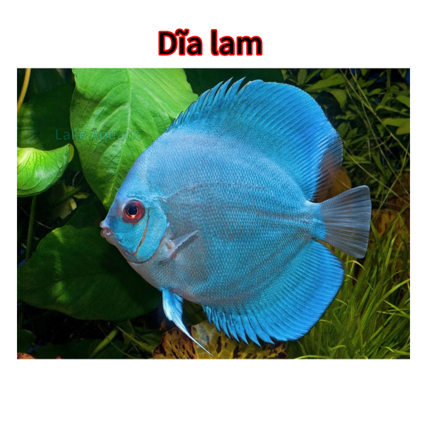 Cá dĩa lam 