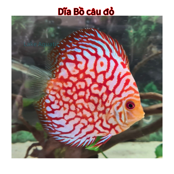 Cá dĩa Bồ câu đỏ 