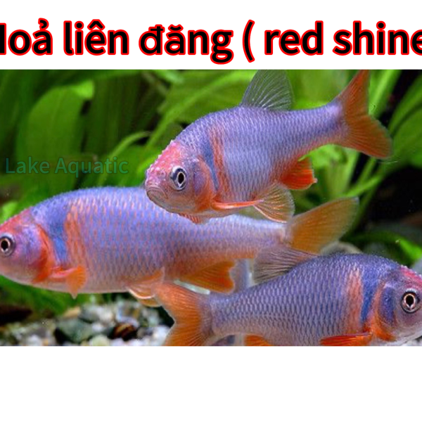 cá hoả liên đăng