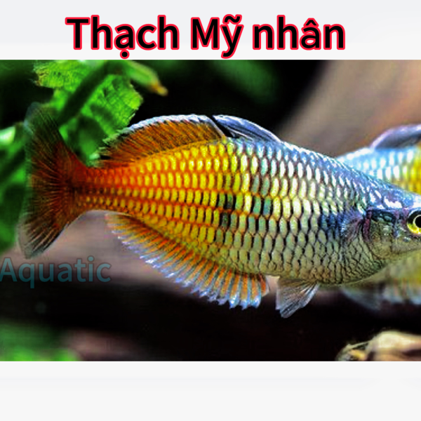 cá thạch mỹ nhân