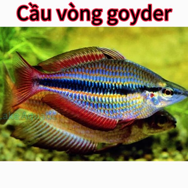 cá cầu vòng goyder