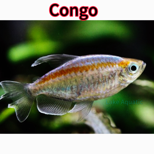 cá congo tetra