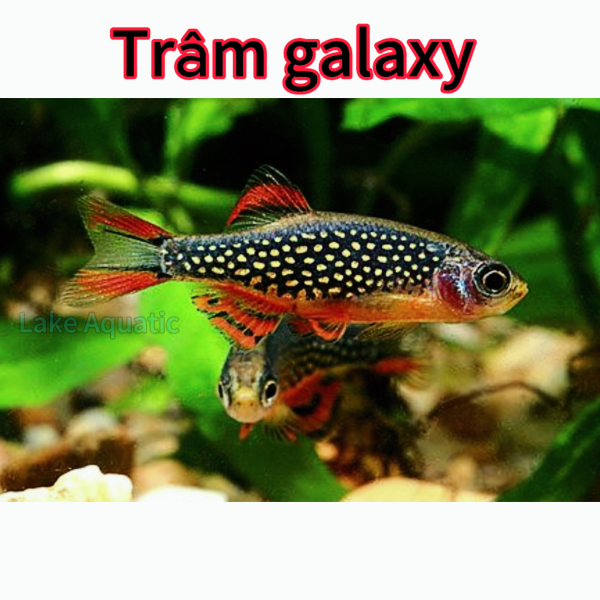 cá trâm galaxy