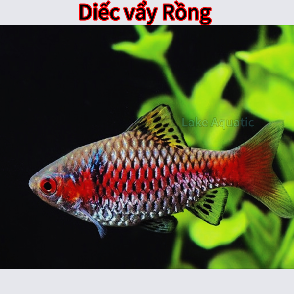 cá diếc vẫy rồng 