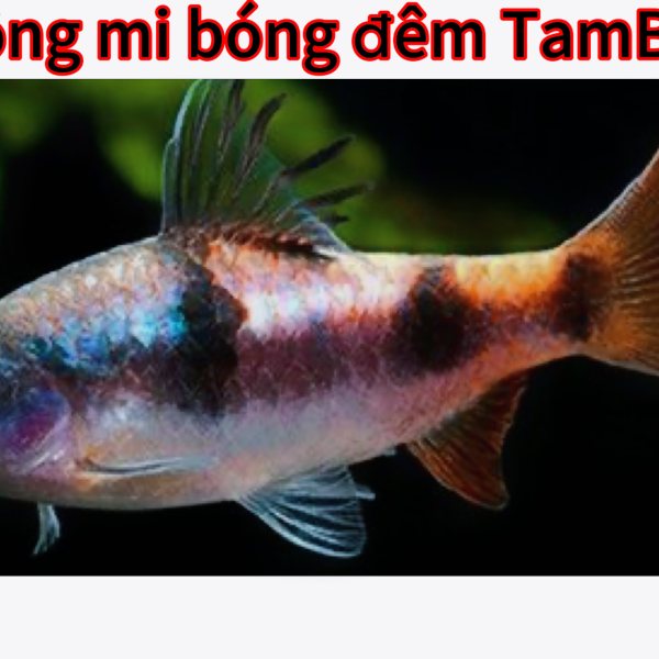 hồng mi bống đêm tambra