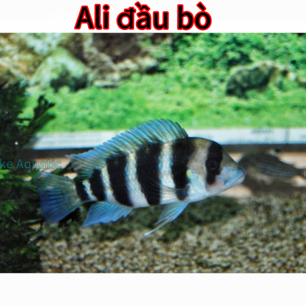 cá ali đầu bò