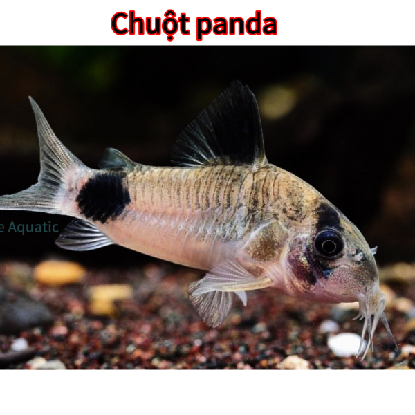 cá chuột panda