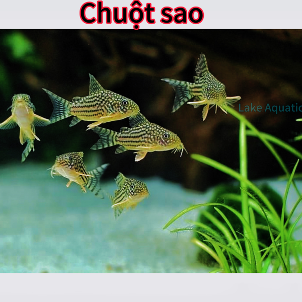 cá chuột sao