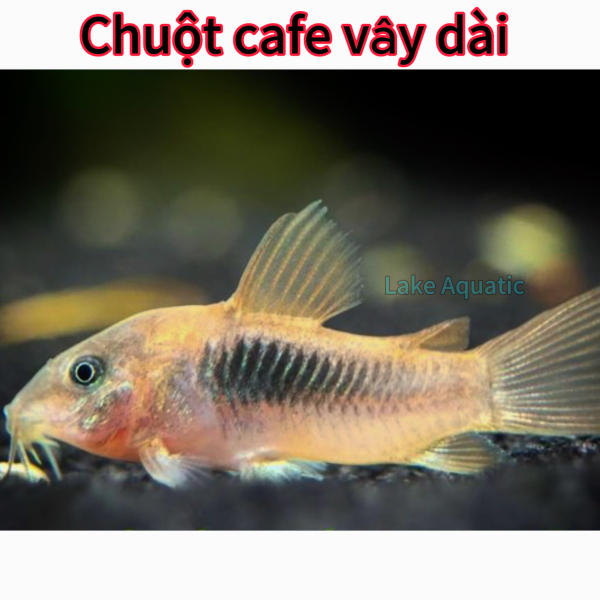 cá chuột cafe vây dài
