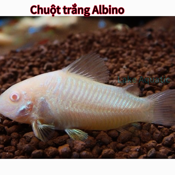 cá chuột trắng albino