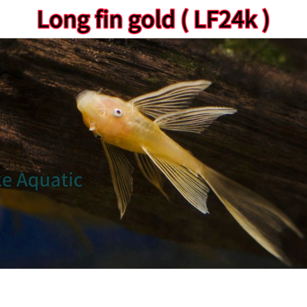 Cá Long fin gold 24k