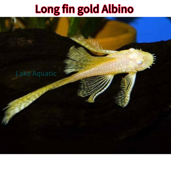 cá long fin gold albino