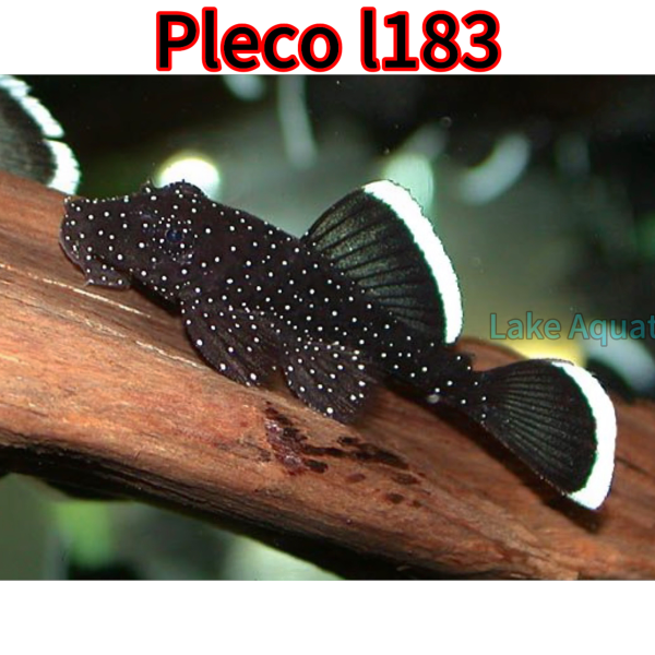 cá pleco l183