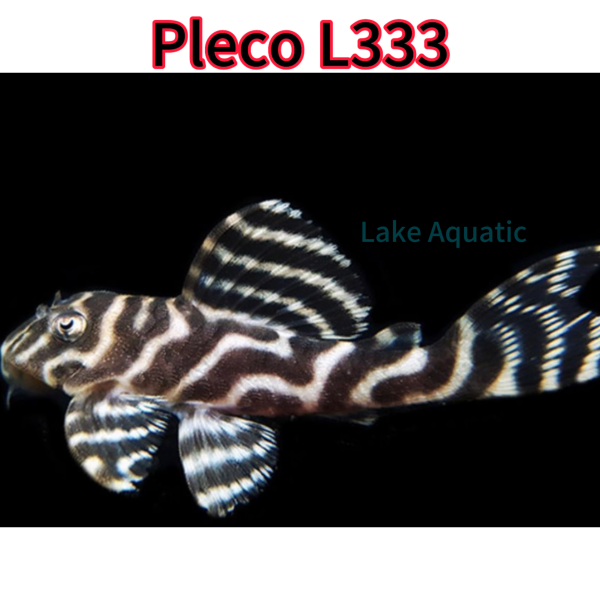Cá pleco l333