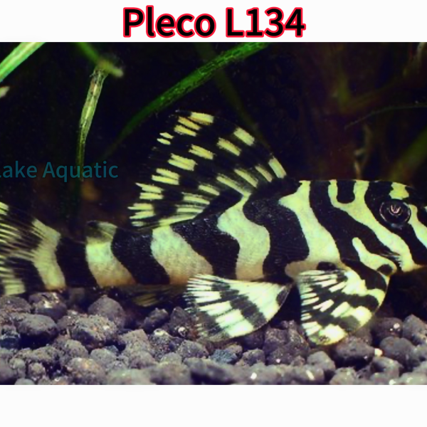 Cá pleco L134