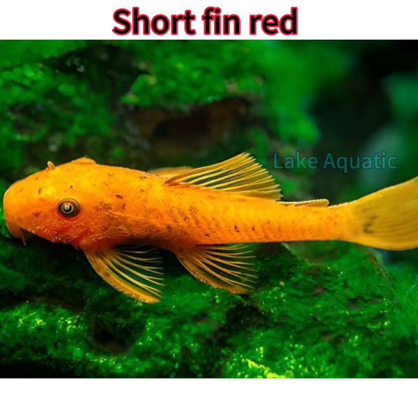 cá short fin red