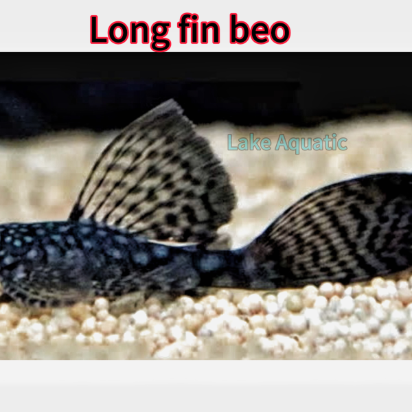 cá long fin beo