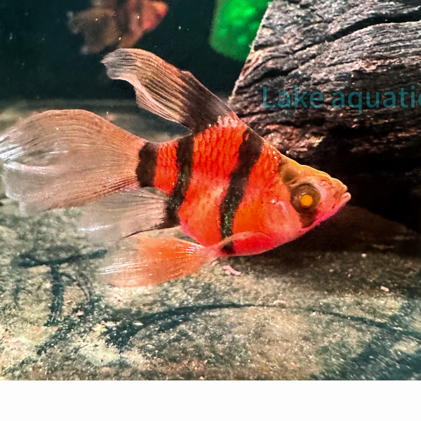 cá xecan red short long fin