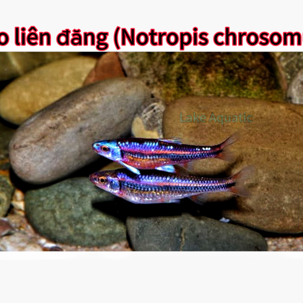 cá bảo liên đăng 
