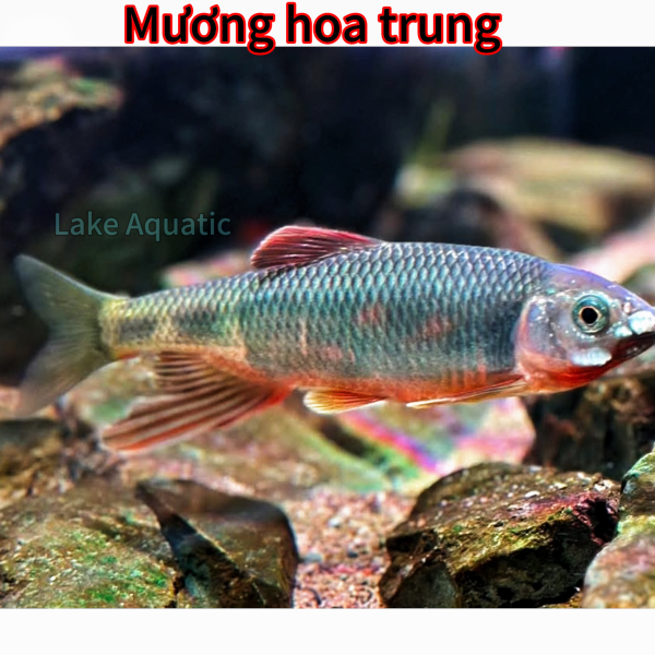 cá mương hoa