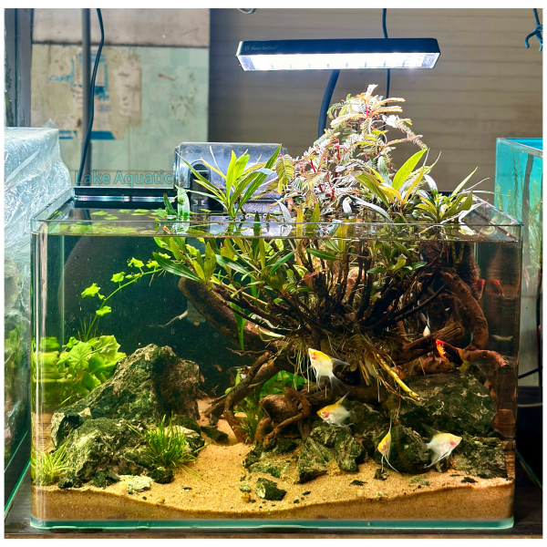 combo setup sẵn kt : 40x23x25cm