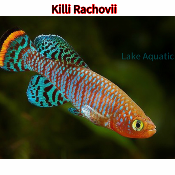 cá killi rachovii