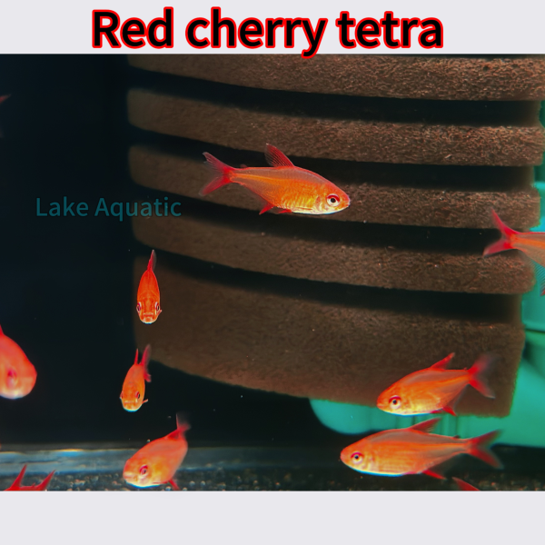 cá red cherry tetra