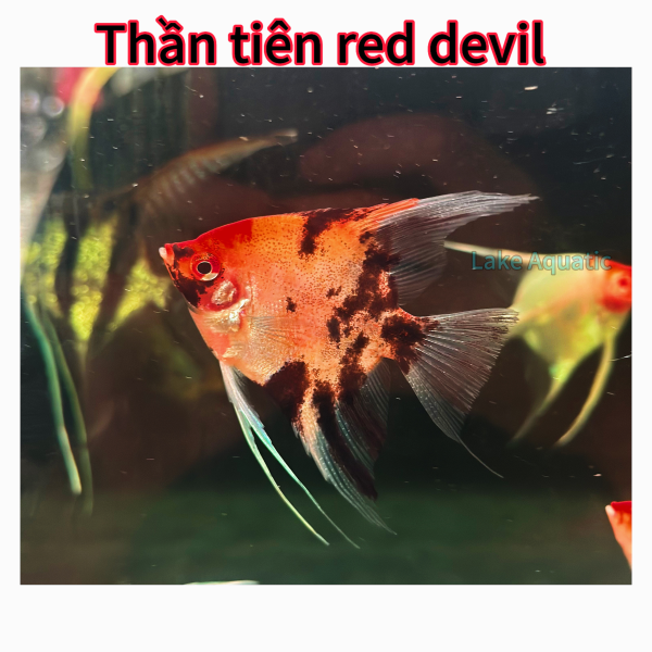 cá thần tiên red devil