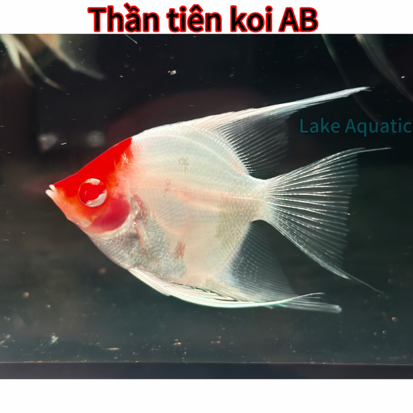 cá thần tiên koi AB