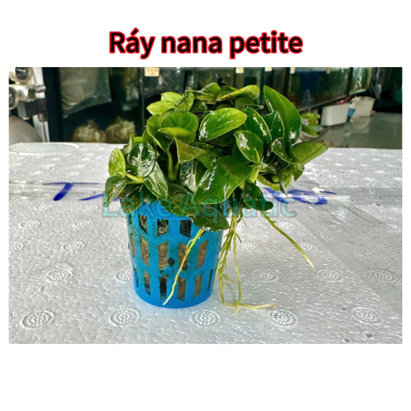 cây thuỷ sinh Ráy Nana Petite 