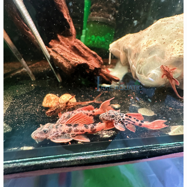 cá pleco l600