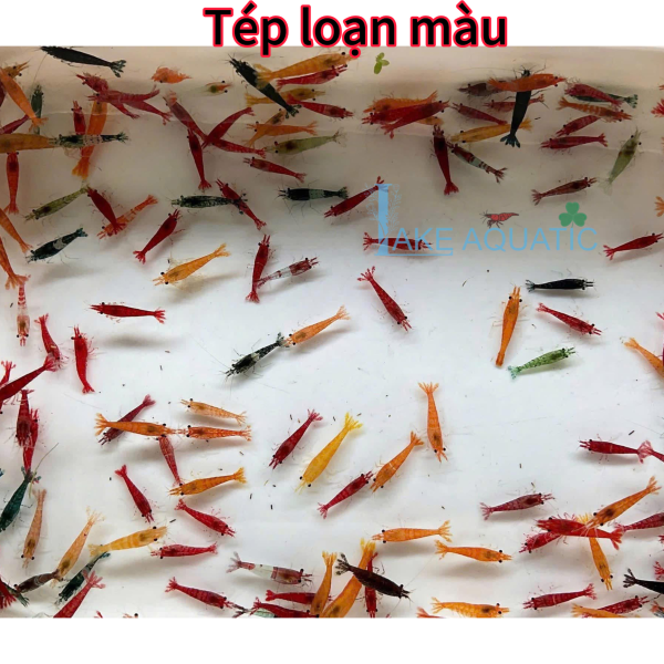 Tép loạn màu 