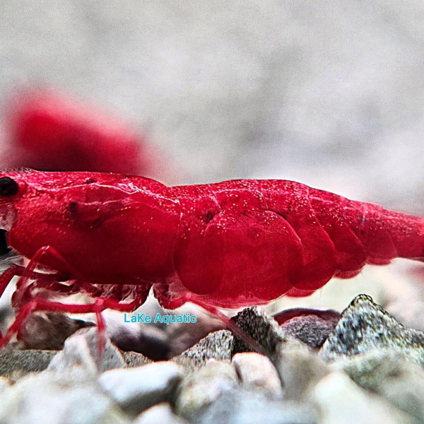 Tép Fire red 