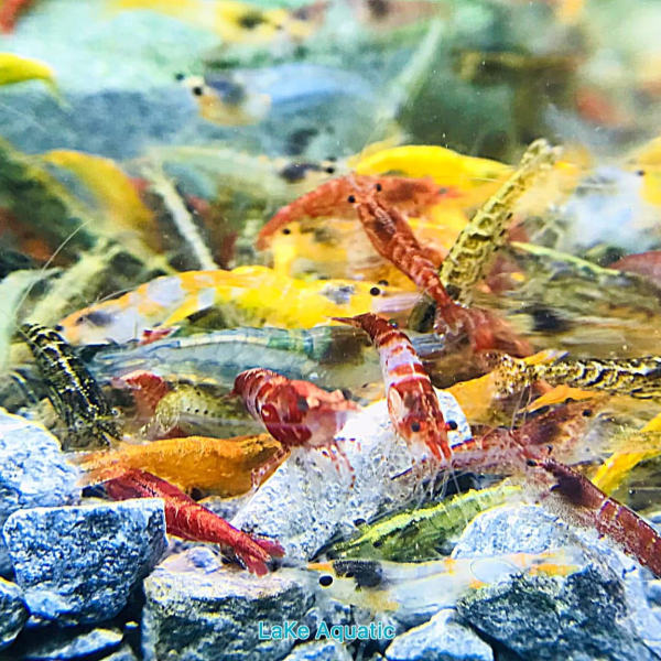 Tép loạn màu 