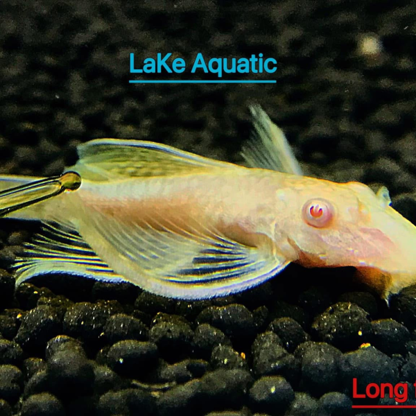 cá long fin gold albino