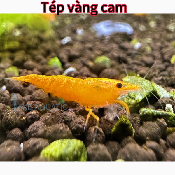 Tép vàng cam 