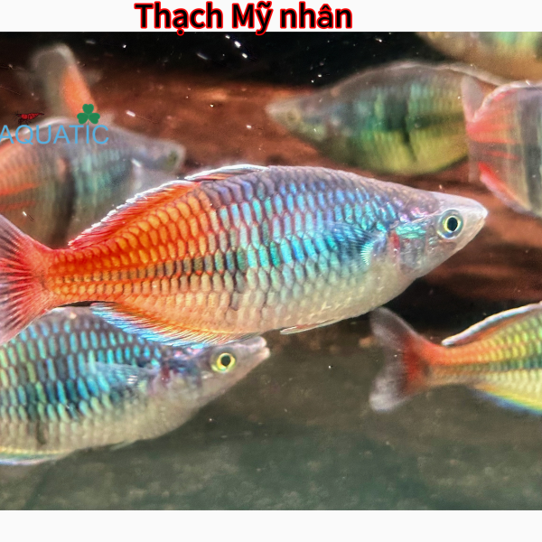 cá thạch mỹ nhân