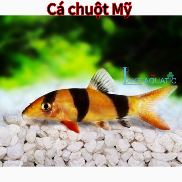 Cá chuột Mỹ 