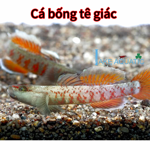 Cá bống tê giác 