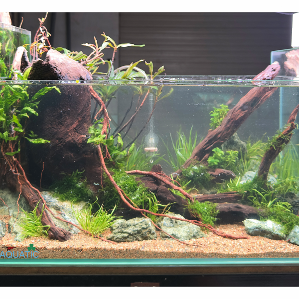 Hồ thủy sinh setup sẵn : KT 50x30x25cm